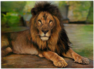 lion 104455 colorized