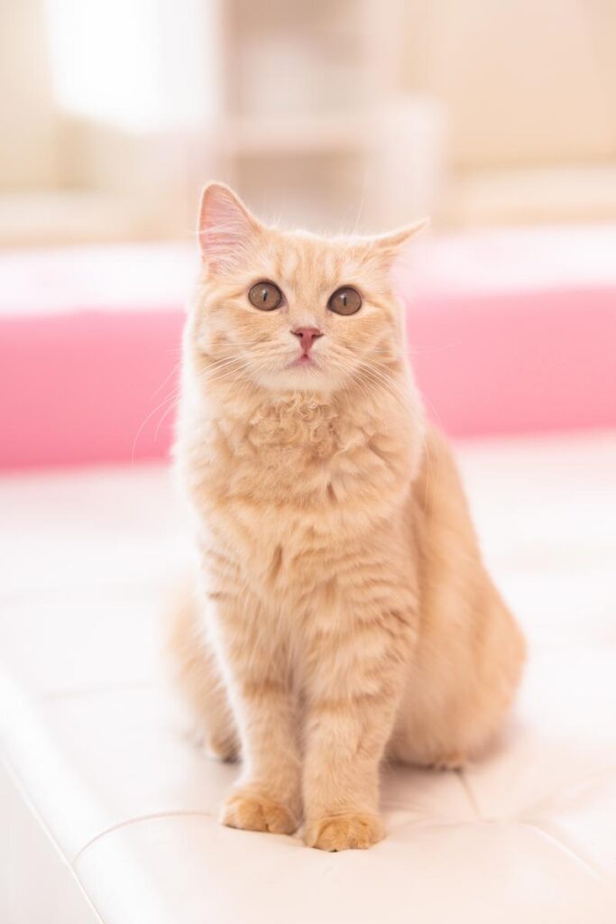 nekocyanPAKE4524 437 TP V4